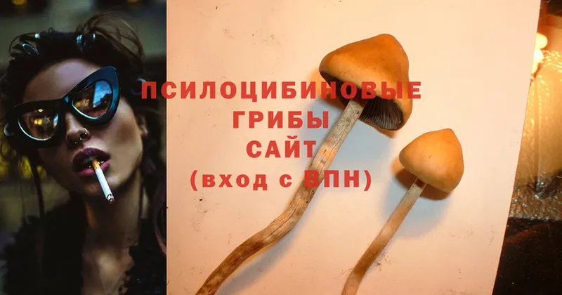 Псилоцибиновые грибы Cubensis Собинка